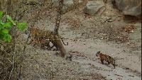 Выживание в дикой природе Сезон-1 Тигр - охотник за партизанами